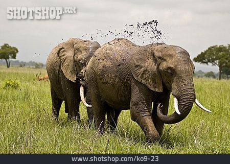 
                Elefant, Schlammbad                   