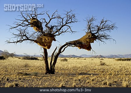 
                Wüste, Nest, Vogelnest, Namibia                   