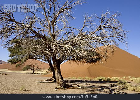 
                Baum, Totholz, Namib-wüste                   