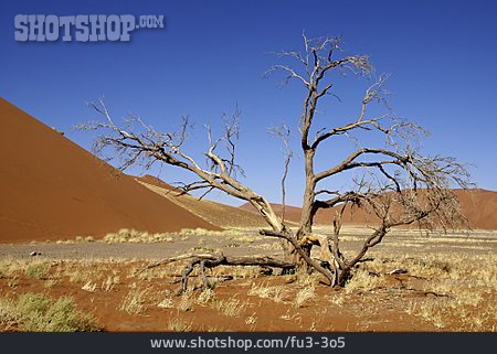 
                Baum, Totholz, Namibia                   