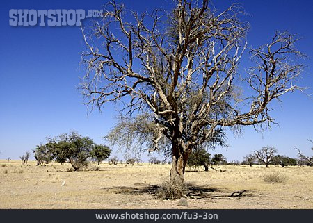 
                Baum, Totholz, Namib-wüste                   