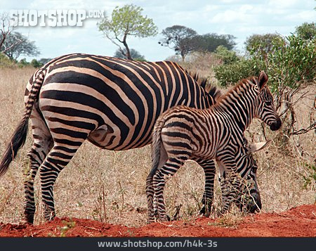 
                Tierjunges, Zebra, Muttertier                   