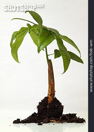 
                Pflanze, Wachstum, Glückskastanie                   