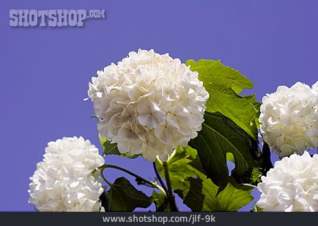 
                Blüte, Hortensie                   