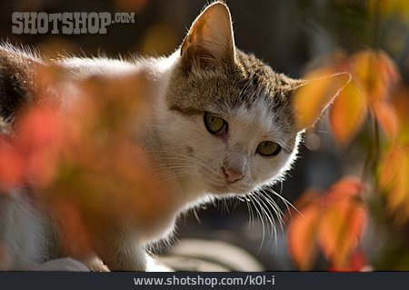 
                Herbst, Katze, Hauskatze                   