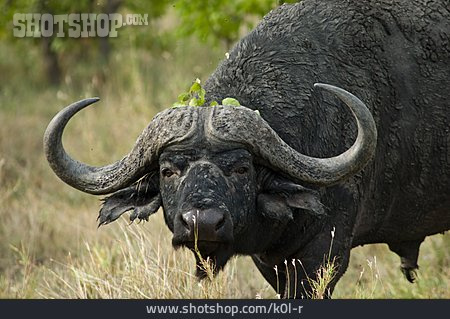 
                Büffel, Afrikanischer Büffel                   