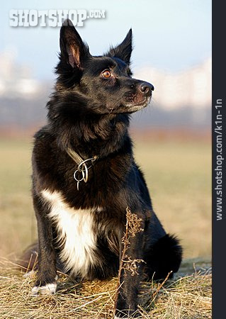 
                Hund, Border Collie                   