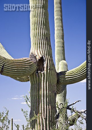 
                Kaktus, Saguaro, Saguaro-nationalpark                   