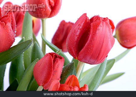 
                Tulip                   