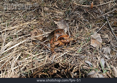 
                Toad, Reproduction, Mating                   