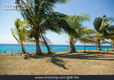 
                Palme, Kuba, Playa Larga                   