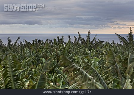 
                Meer, Teneriffa, Bananenplantage                   