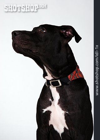 
                American Staffordshire Terrier                   