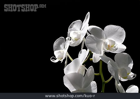 
                Blüte, Orchidee, Orchideenblüte                   