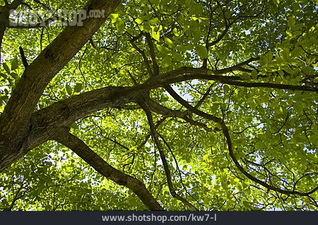 
                Baumkrone, Walnussbaum, Blätterdach                   