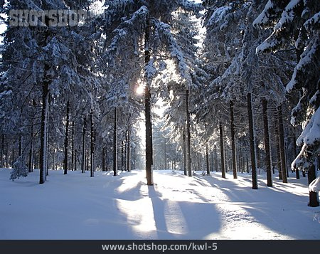 
                Wald, Winterlandschaft                   