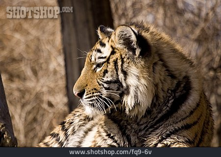 
                Raubtier, Sibirischer Tiger                   
