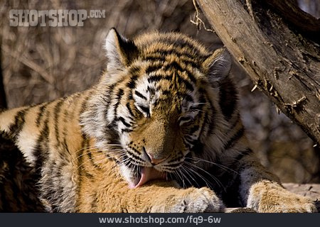 
                Sibirischer Tiger, Fellpflege                   