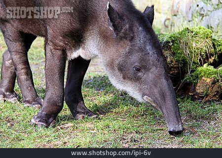 
                Tapir, Flachlandtapir                   