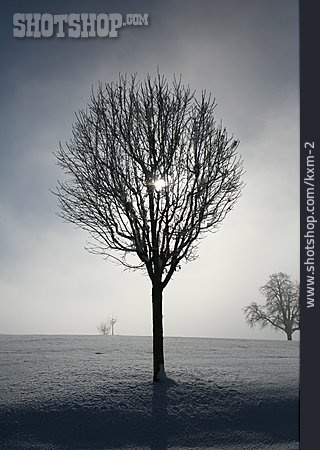 
                Baum, Winterlandschaft, Schnee                   