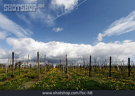 
                Weinberg, Weinanbaugebiet, Pfalz                   