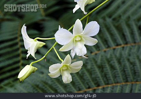 
                Blüte, Orchidee, Wilsonara                   