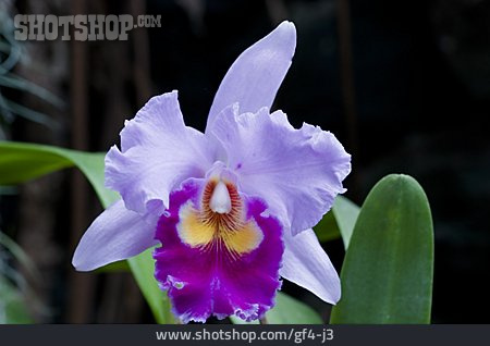 
                Blüte, Orchidee, Cattleya                   