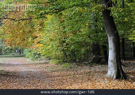 
                Wald, Park, Herbstlich                   
