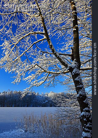 
                Baum, Winter, Eisfläche                   