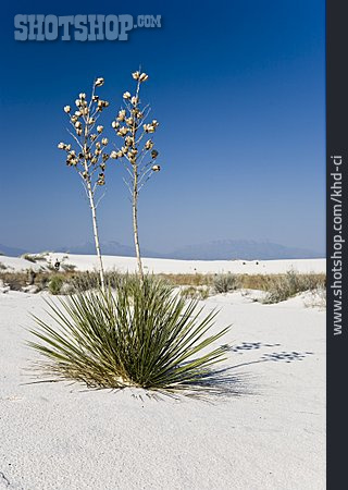 
                Wüste, White Sands, Seifen-palmlilie                   