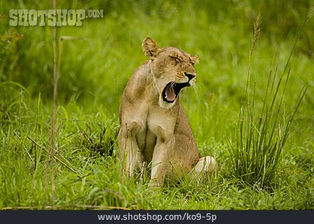 
                Yawning, Predator, Lioness                   