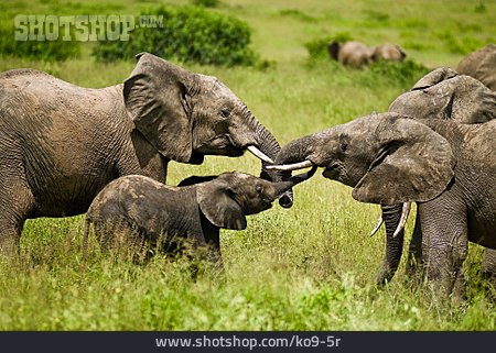 
                Tierfamilie, Elefant, Elefantenherde                   