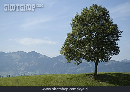 
                Gebirge, Allgäu, Solitär                   