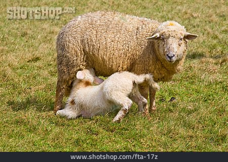
                Schaf, Lamm, Säugen                   