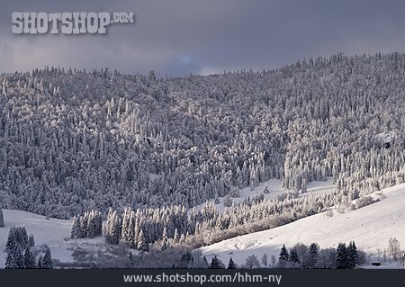 
                Wald, Winterlandschaft, Schwarzwald                   