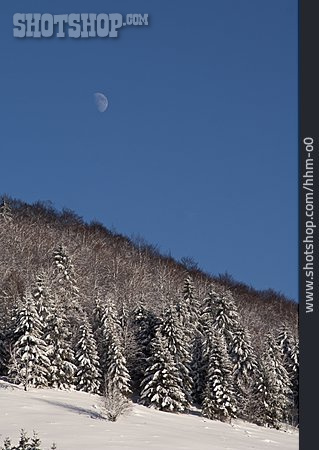 
                Wald, Winterlandschaft, Mond                   