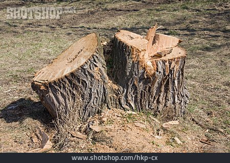 
                Forstwirtschaft, Baumstumpf                   