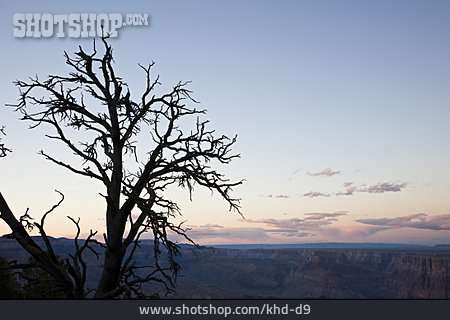 
                Totholz, Grand Canyon, Grand-canyon-nationalpark                   