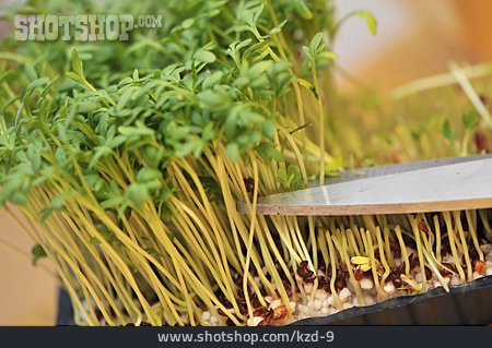 
                Herb, Cutting, Garden Cress                   