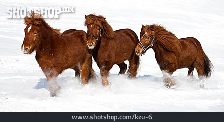 
                Pony, Schneegestöber, Islandpferd                   