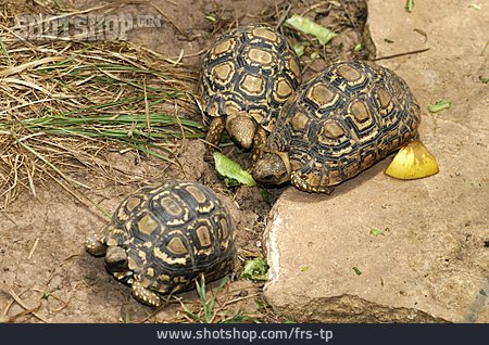 
                Schildkröte, Landschildkröte                   