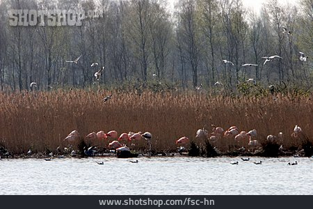 
                Naturschutzgebiet, Flamingokolonie, Zwillbrocker Venn                   