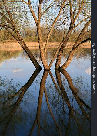 
                Baum, See, Wasserspiegelung                   