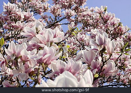 
                Yulan-magnolie                   