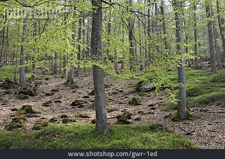 
                Wald, Laubwald, Buchenwald                   