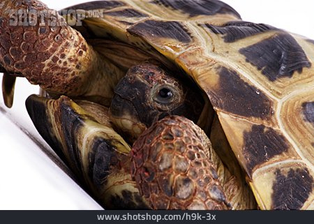 
                Schildkröte, Vierzehenschildkröte                   