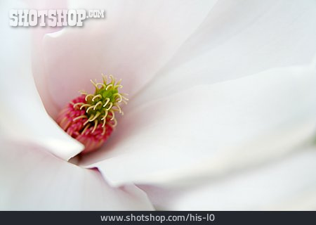 
                Magnolie, Magnolienblüte                   