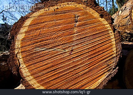 
                Holz, Baumstamm, Holzindustrie                   