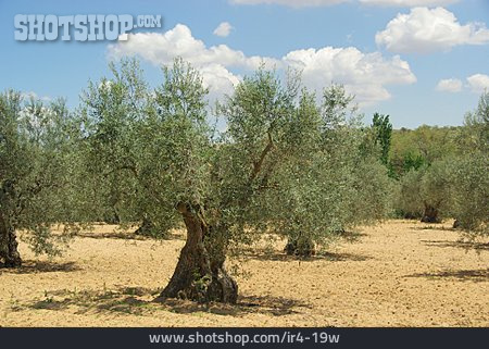 
                Olivenbaum, Olivenhain                   