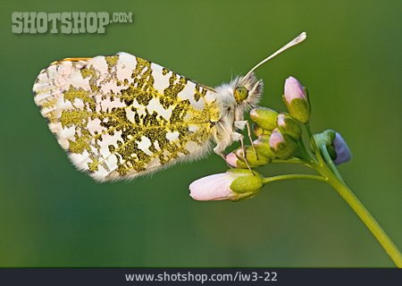 
                Schmetterling, Aurorafalter                   